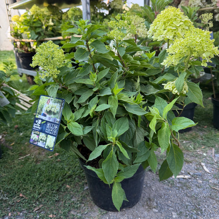 Hortensja bukietowa Little Spooky® (Hydrangea paniculata)