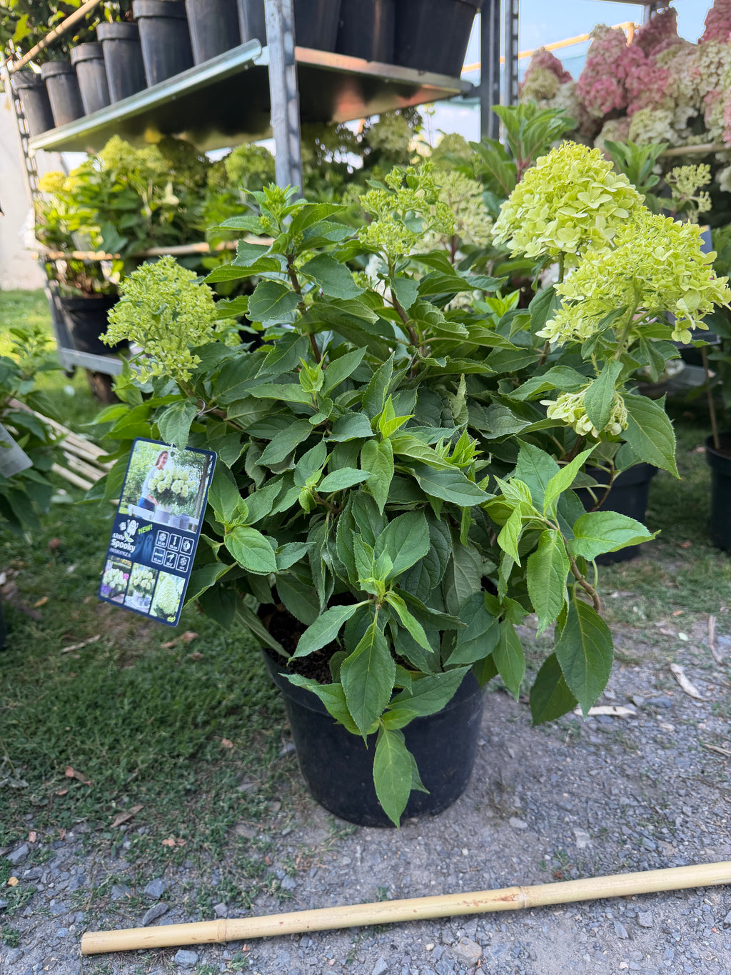 Hortensja bukietowa Little Spooky® (Hydrangea paniculata)
