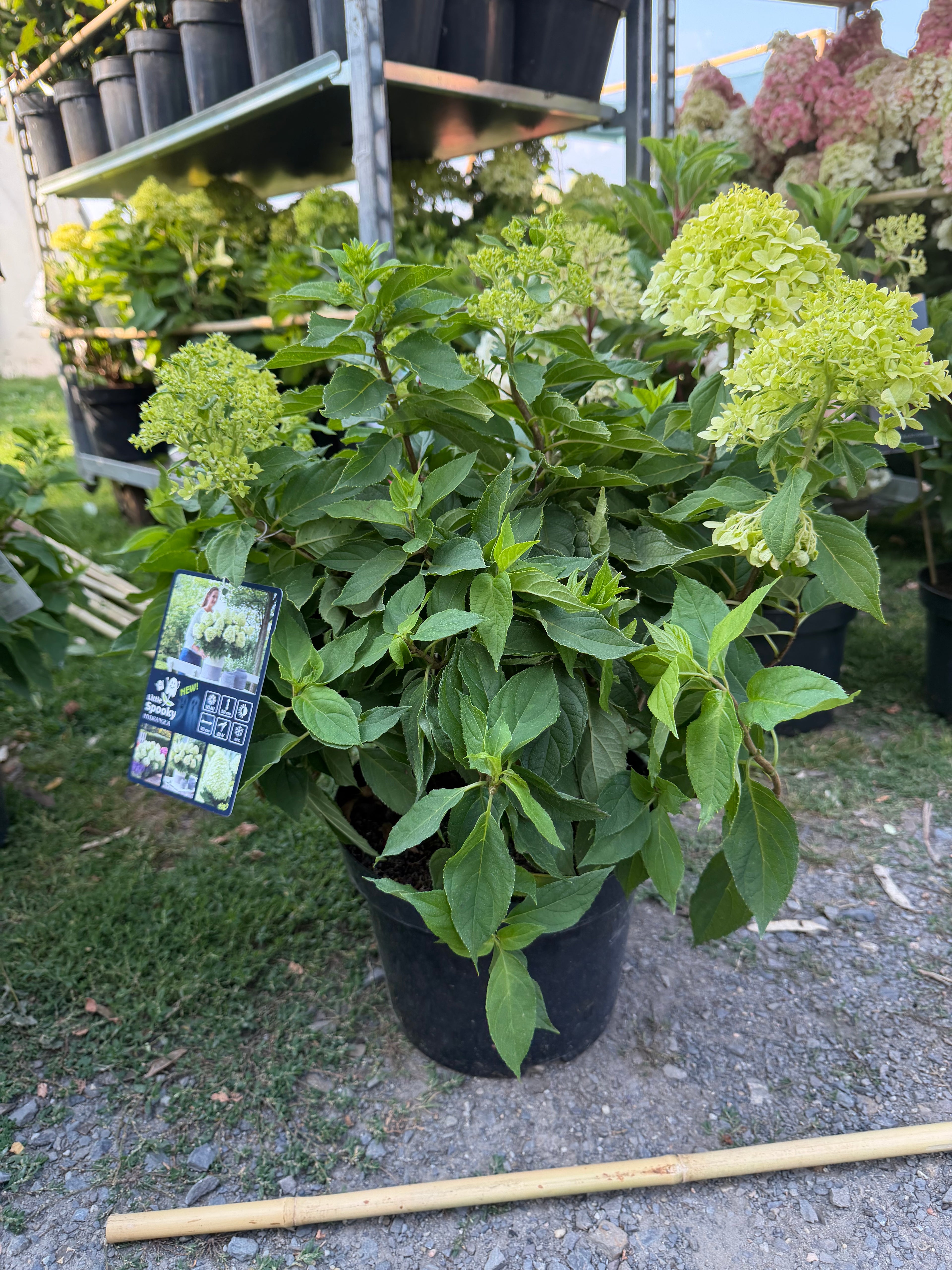 Hortensja bukietowa Little Spooky® (Hydrangea paniculata)