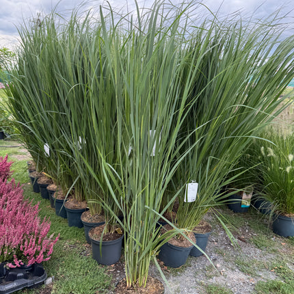 PROSO RÓZGOWATE ‘NORTHWIND’ – PANICUM VIRGATUM, PIONOWA TRAWA