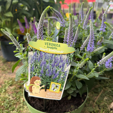 Przetacznik długolistny ‘Royal Rembrandt’ | Veronica longifolia