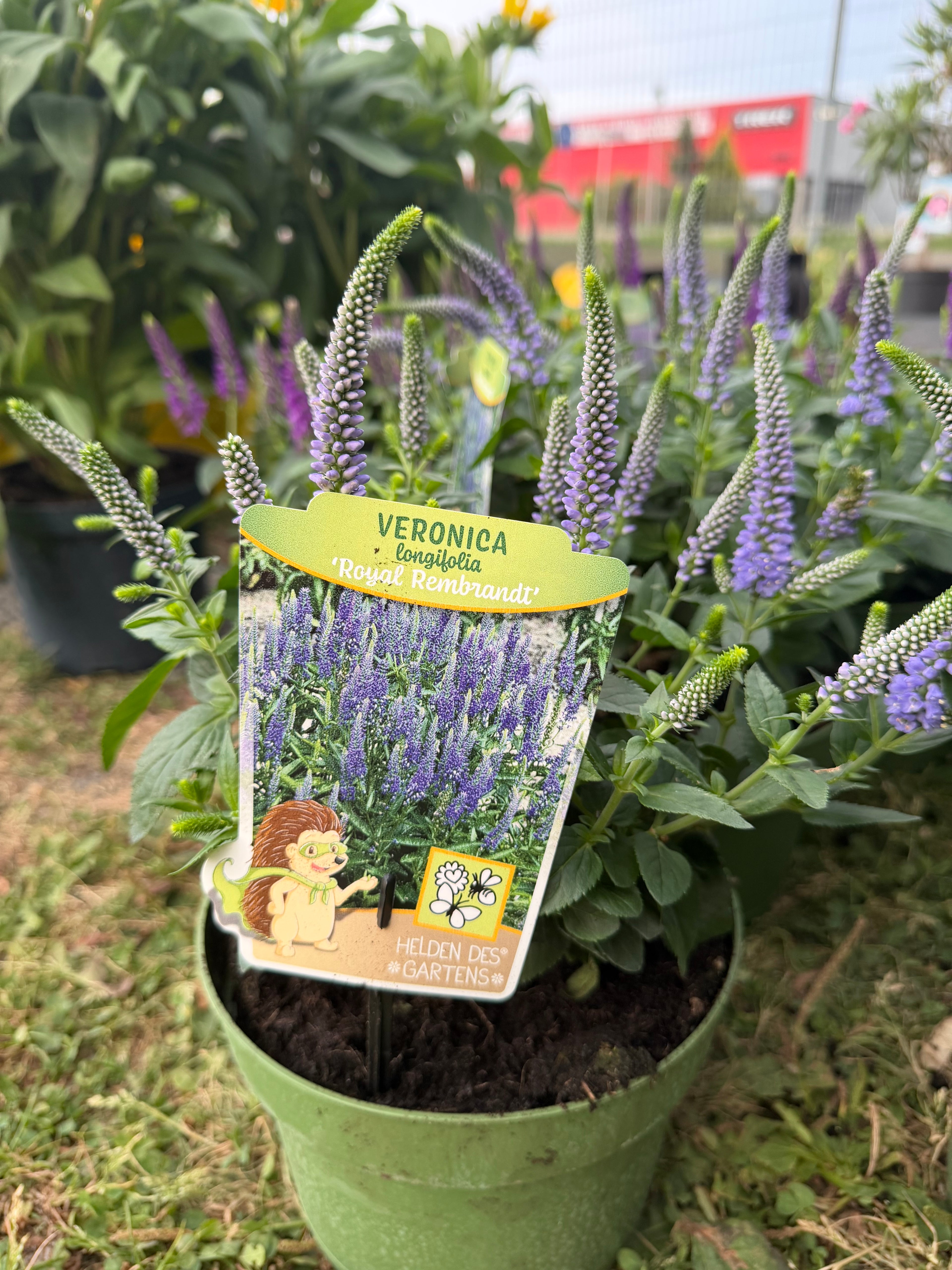 Przetacznik długolistny ‘Royal Rembrandt’ | Veronica longifolia