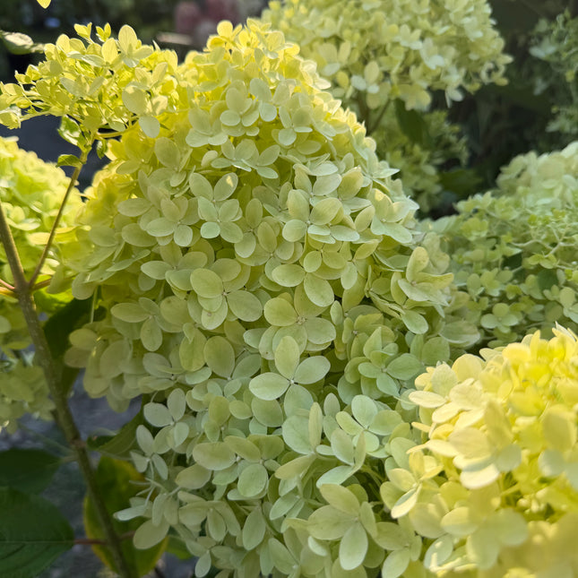 Hortensja bukietowa Minty Spirit® (Hydrangea paniculata)