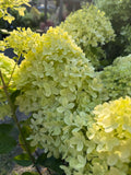 Hortensja bukietowa Minty Spirit® (Hydrangea paniculata)