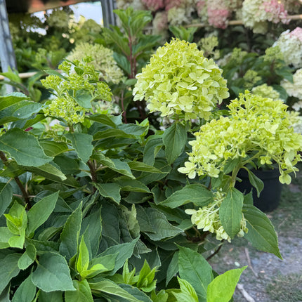Hortensja bukietowa Little Spooky® (Hydrangea paniculata)