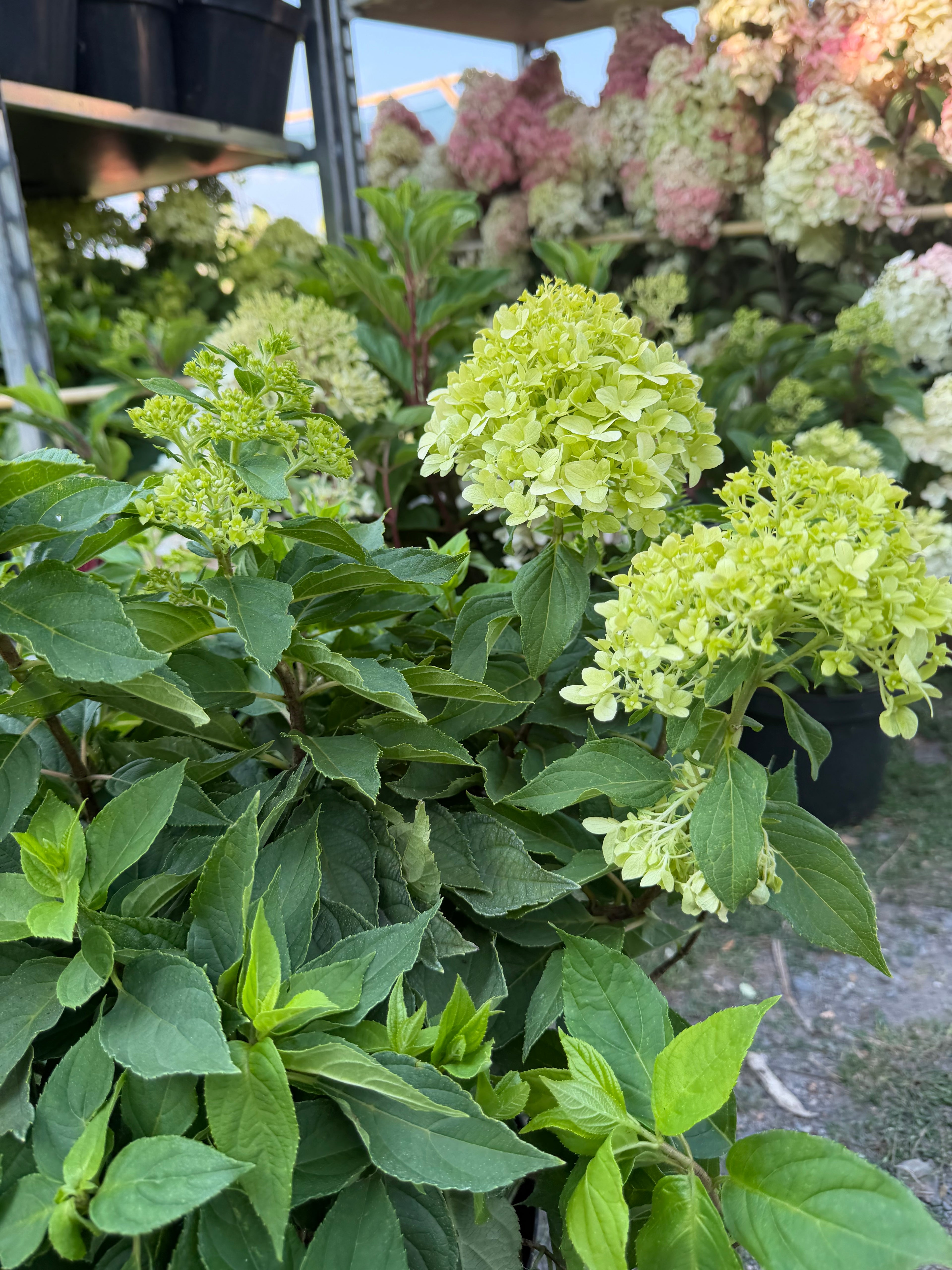 Hortensja bukietowa Little Spooky® (Hydrangea paniculata)