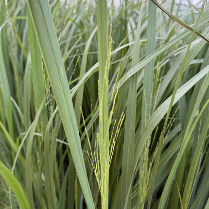 PROSO RÓZGOWATE ‘NORTHWIND’ – PANICUM VIRGATUM, PIONOWA TRAWA