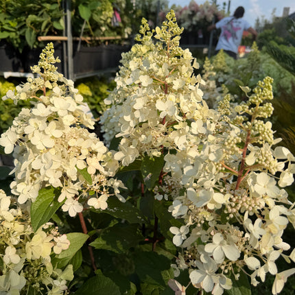 Hortensja bukietowa 'Candlelight' (Hydrangea paniculata)