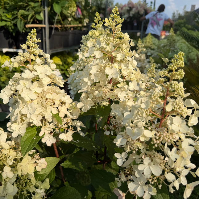 Hortensja bukietowa 'Candlelight' (Hydrangea paniculata)
