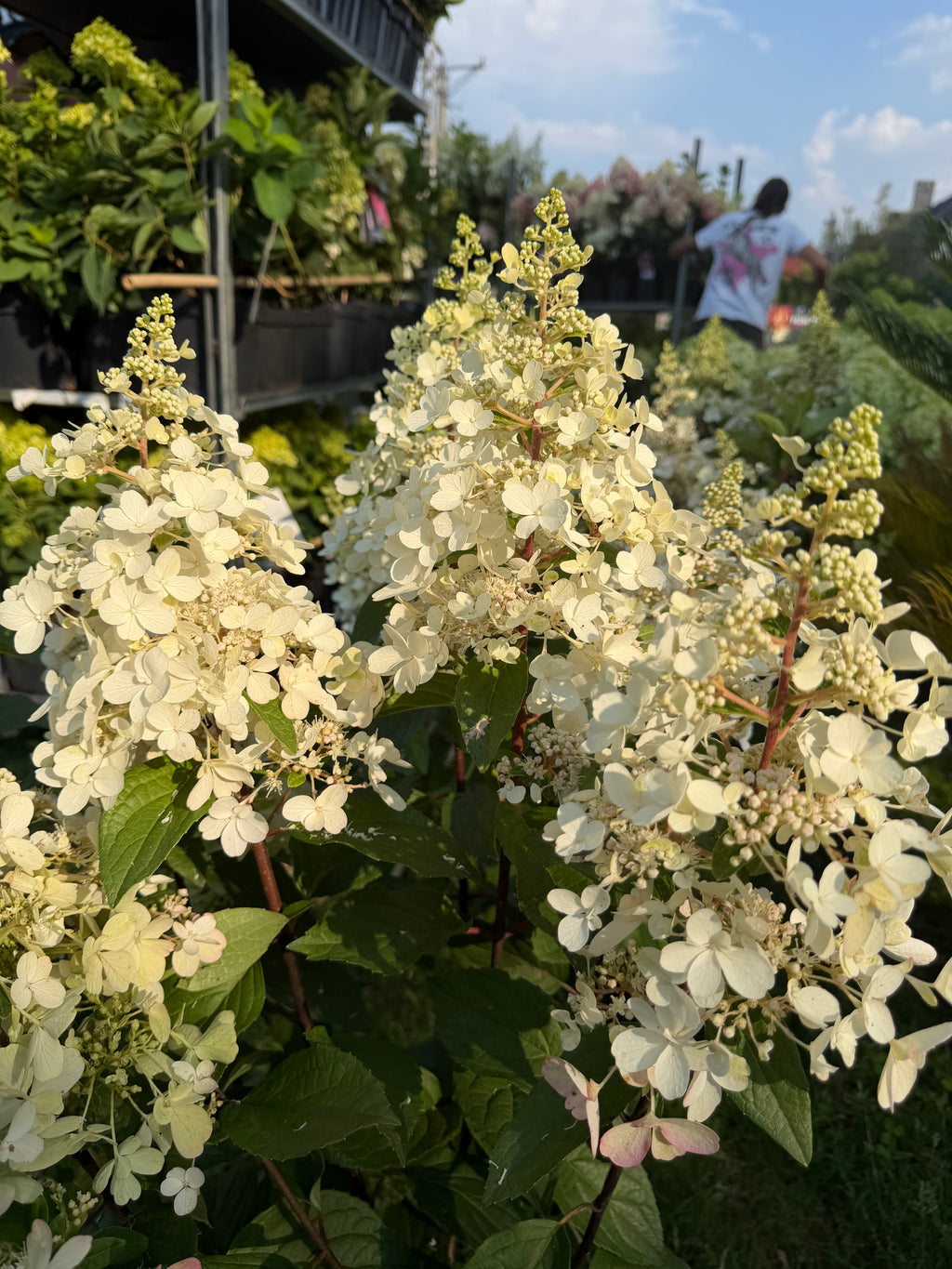Hortensja bukietowa 'Candlelight' (Hydrangea paniculata)