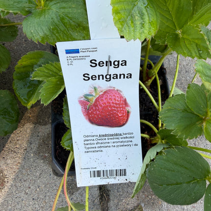 Truskawka SENGA SENGANA – 10 sadzonek – słodka, plenna odmiana