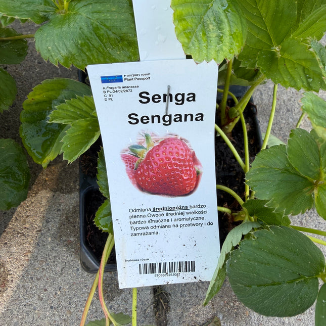 Truskawka SENGA SENGANA – 10 sadzonek – słodka, plenna odmiana
