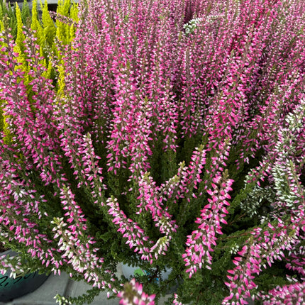 Wrzos pospolity Calluna vulgaris – wieloletni, zimozielony