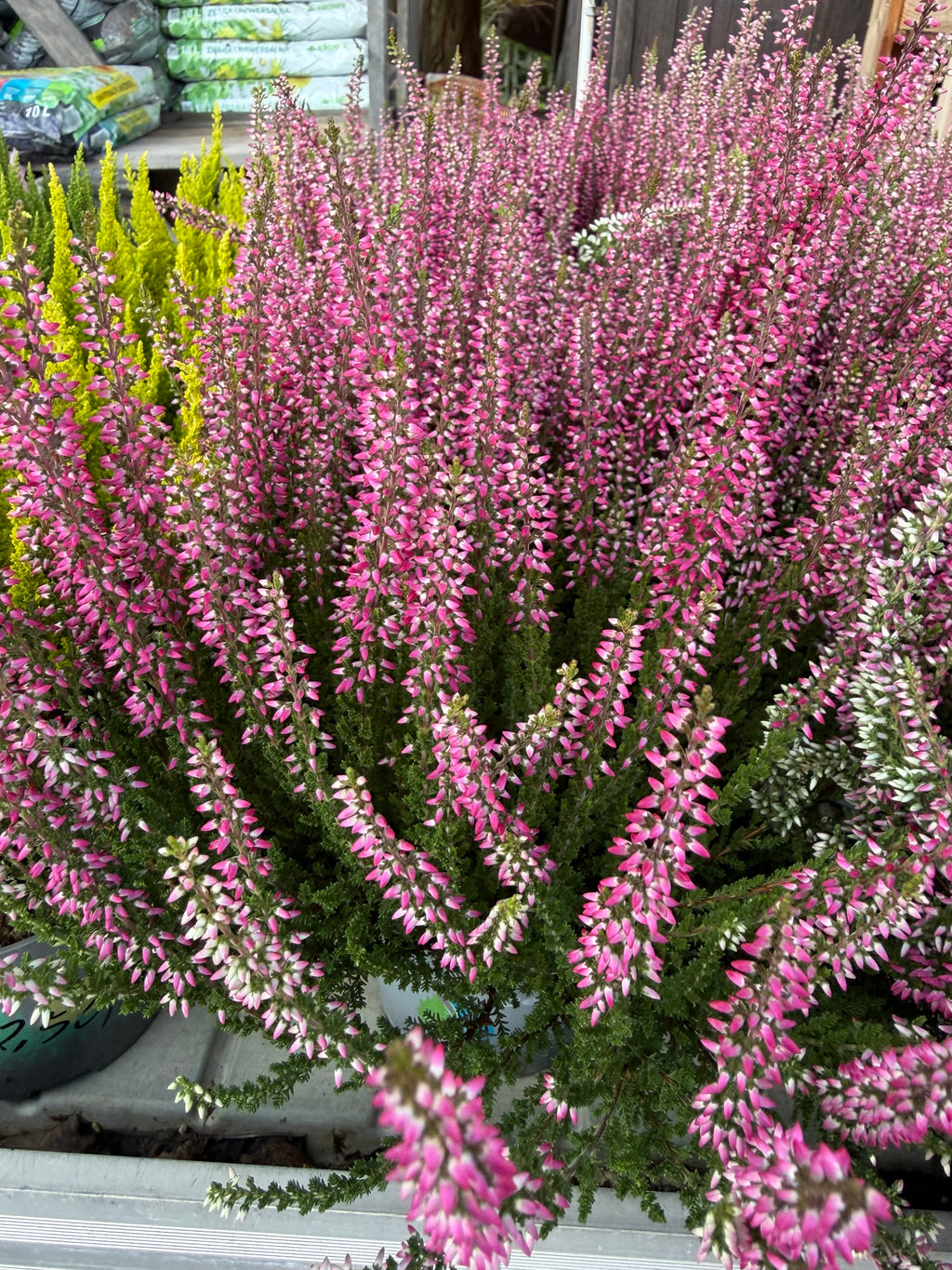 Wrzos pospolity Calluna vulgaris – wieloletni, zimozielony