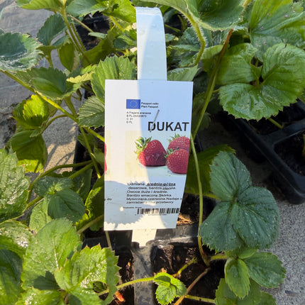 Truskawka DUKAT – 10 sadzonek – plenna, duże i smaczne owoce