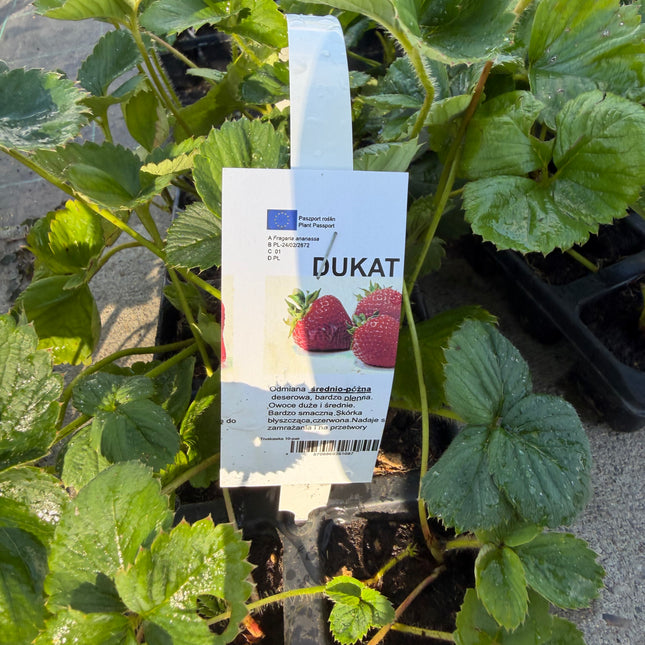 Truskawka DUKAT – 10 sadzonek – plenna, duże i smaczne owoce