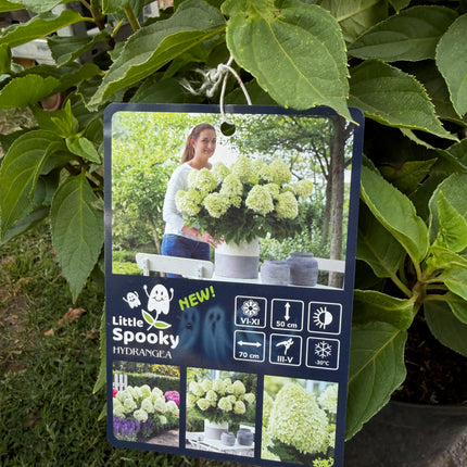 Hortensja bukietowa Little Spooky® (Hydrangea paniculata)