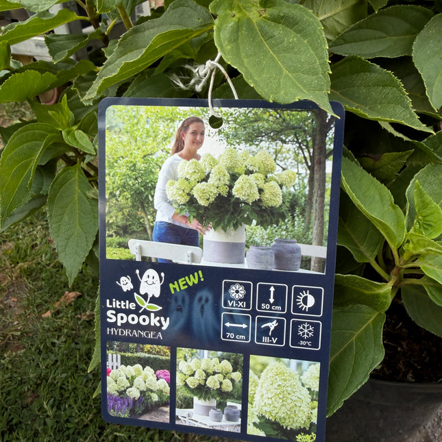Hortensja bukietowa Little Spooky® (Hydrangea paniculata)