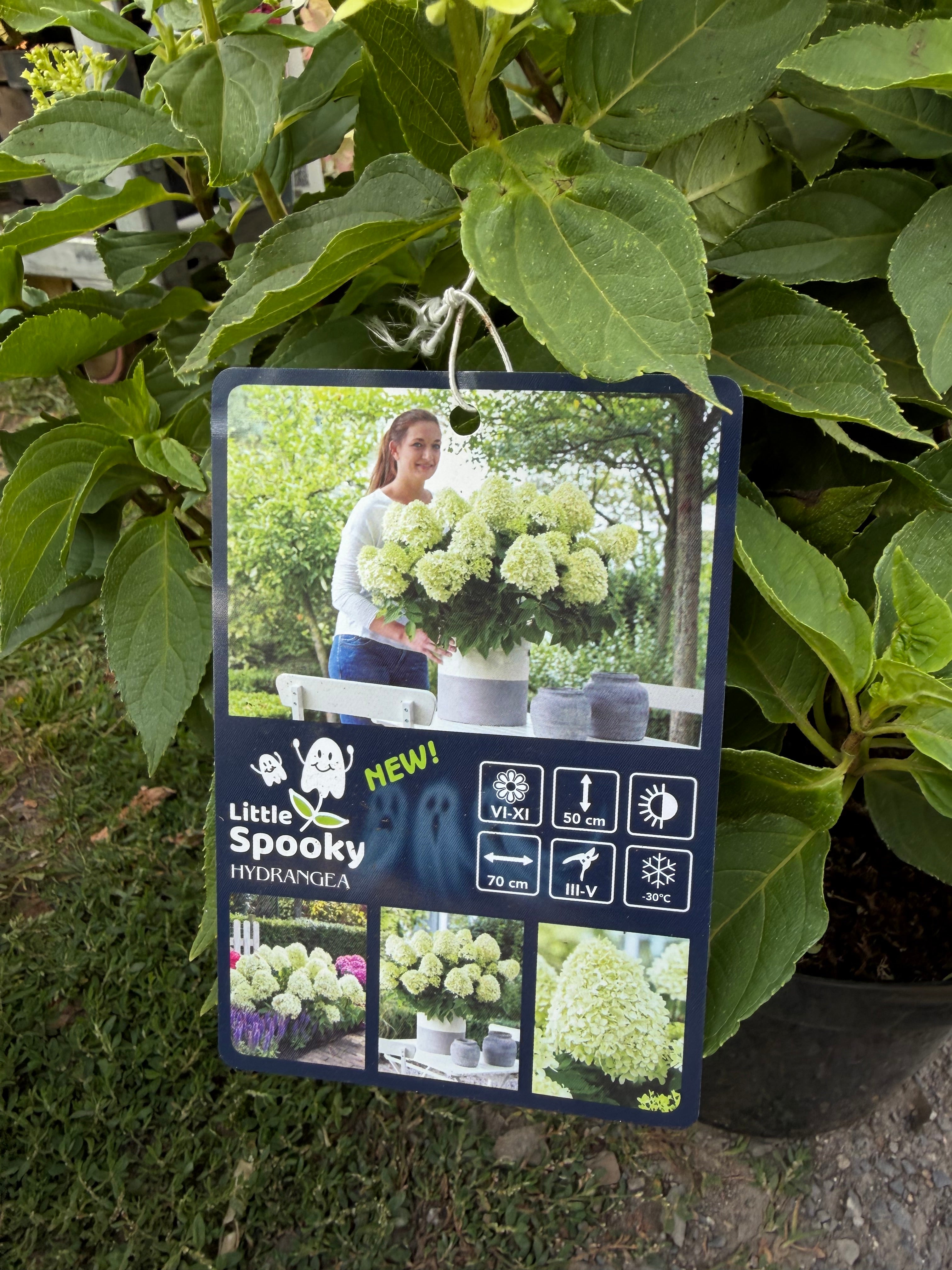 Hortensja bukietowa Little Spooky® (Hydrangea paniculata)