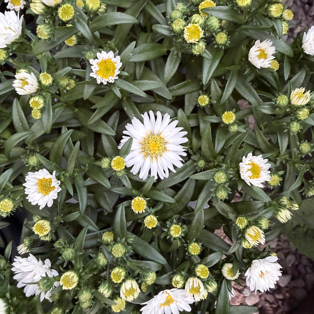 Aster jesienny (Marcinek)