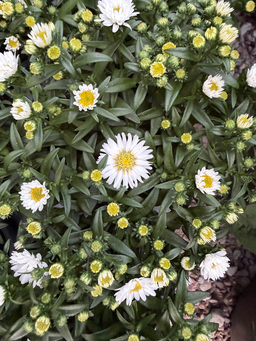 Aster jesienny (Marcinek)