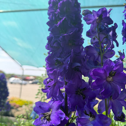 Ostróżka ogrodowa Delphinium | Mix kolorów