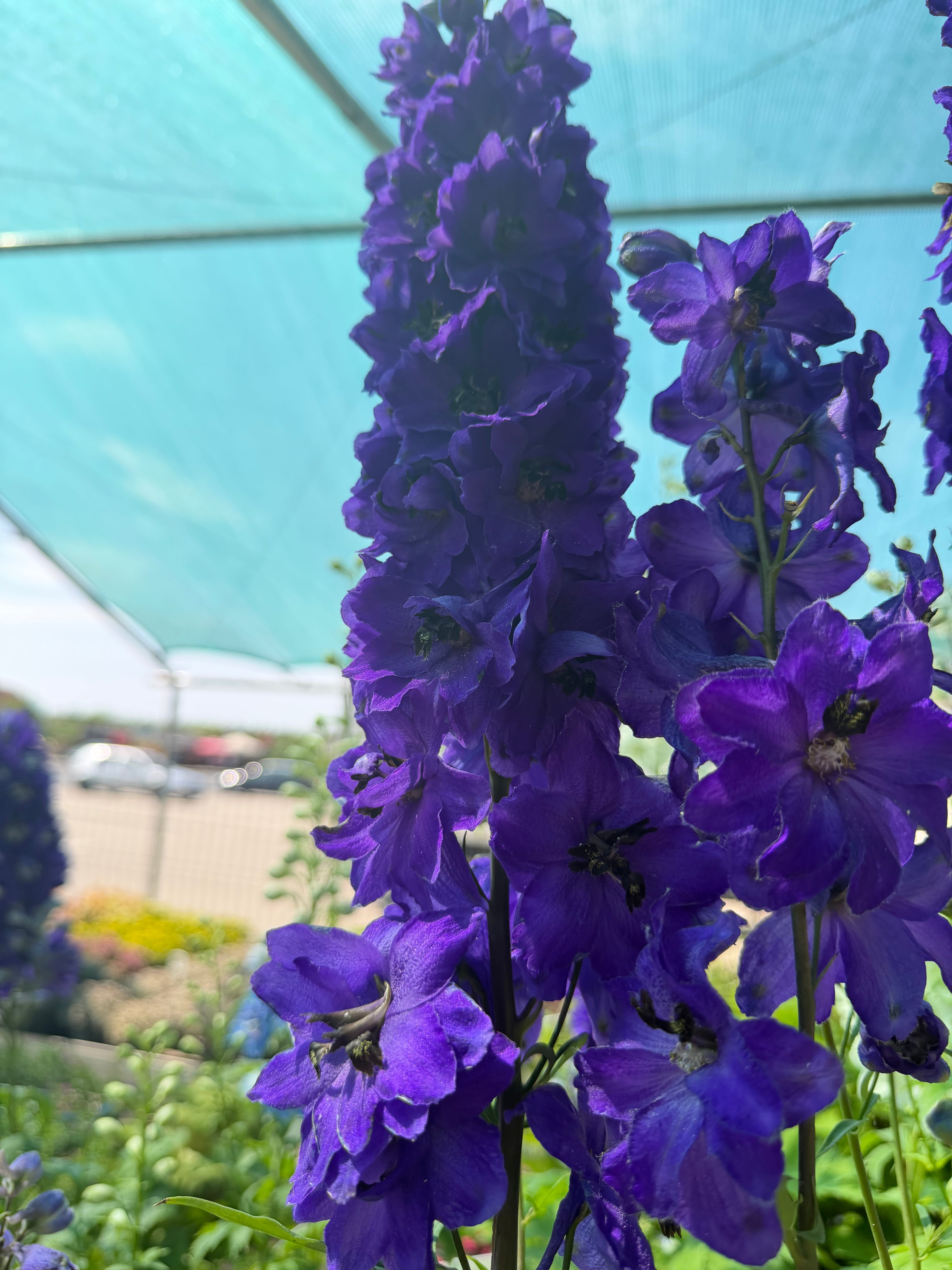 Ostróżka ogrodowa Delphinium | Mix kolorów