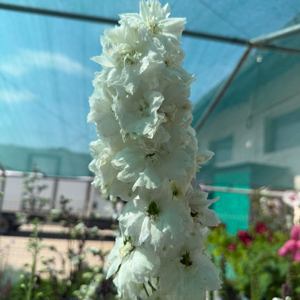 Ostróżka ogrodowa Delphinium | Mix kolorów