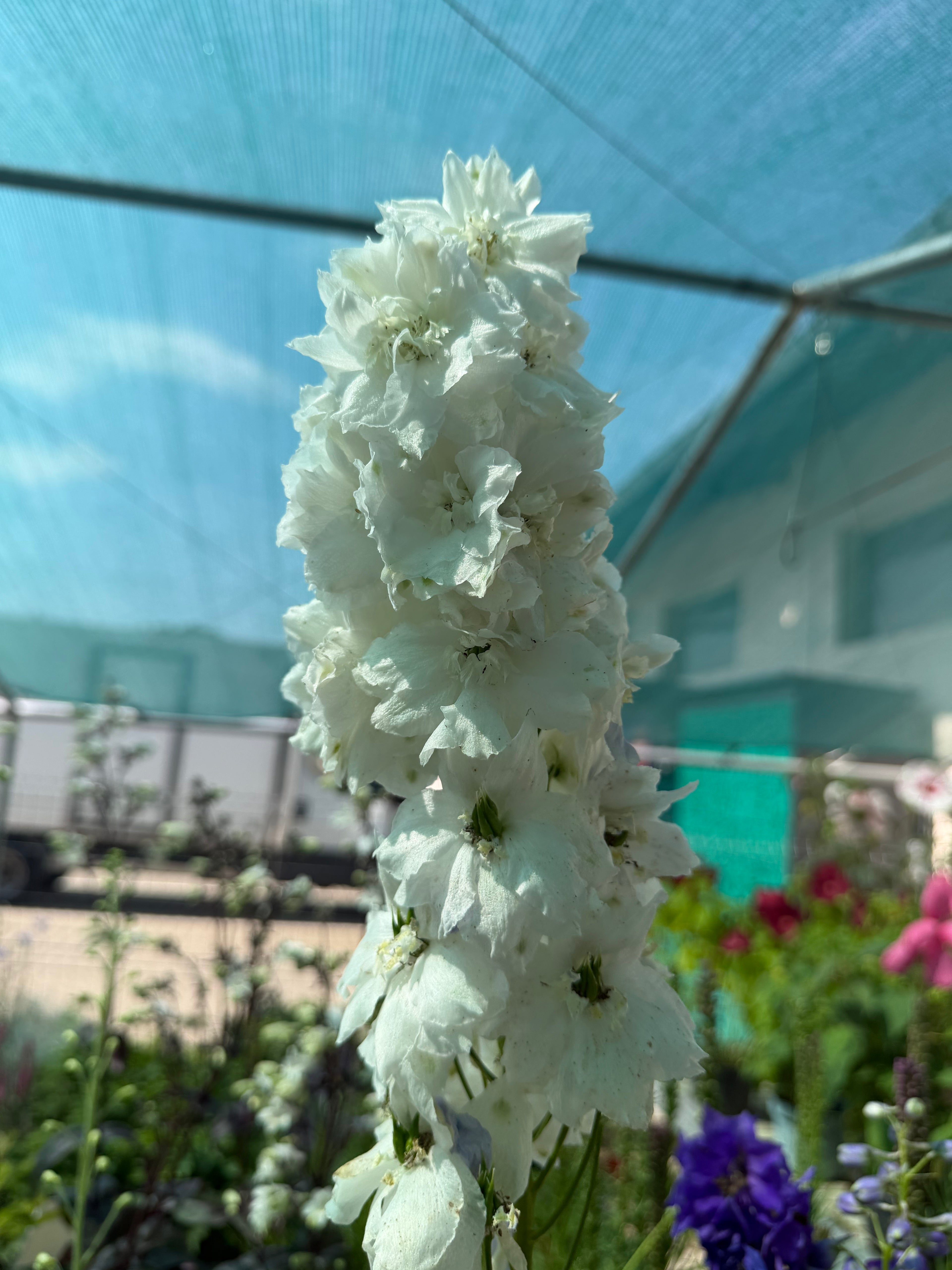Ostróżka ogrodowa Delphinium | Mix kolorów