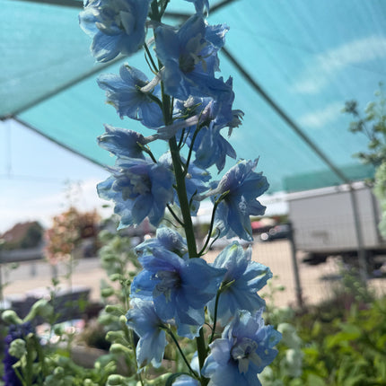 Ostróżka ogrodowa Delphinium | Mix kolorów