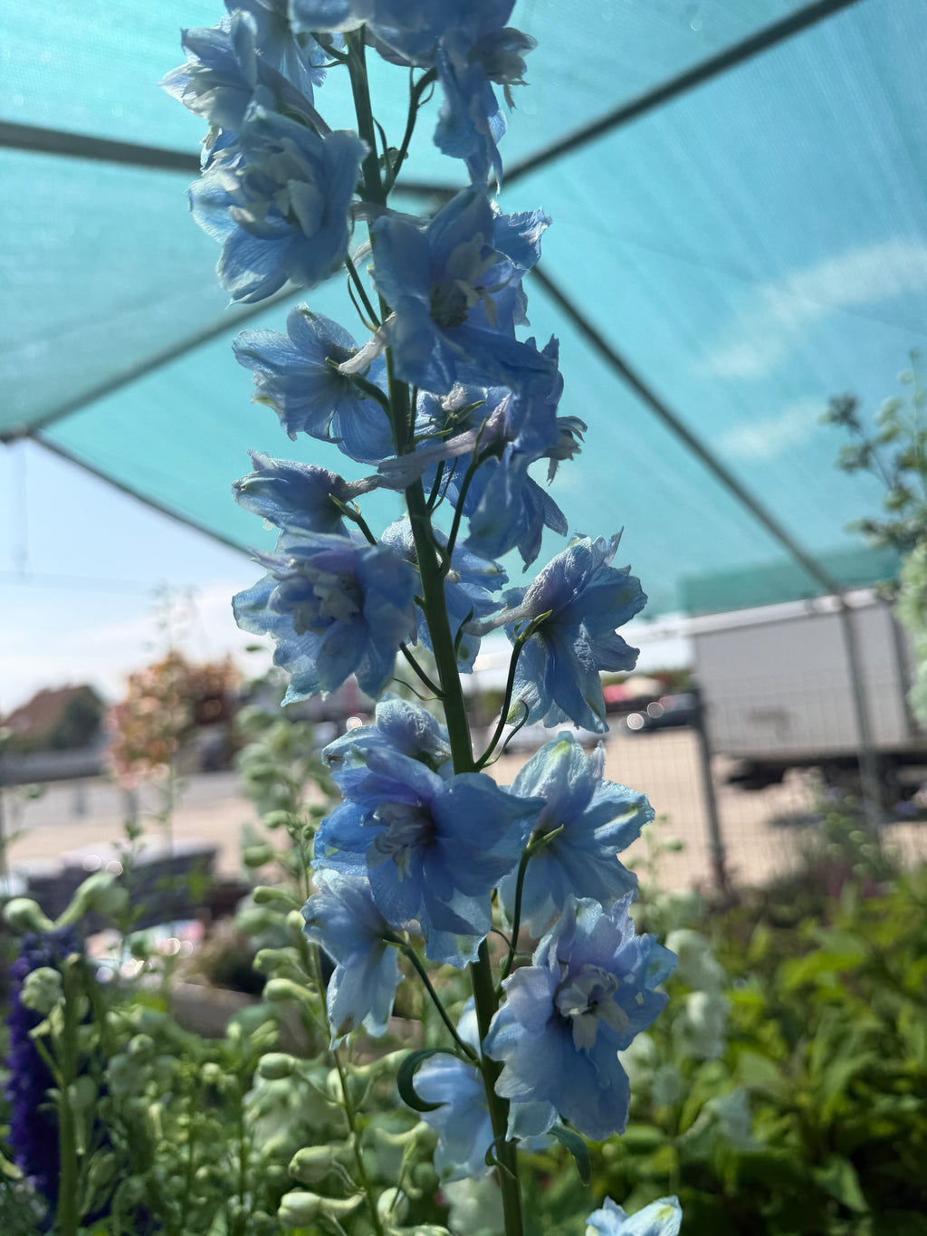 Ostróżka ogrodowa Delphinium | Mix kolorów