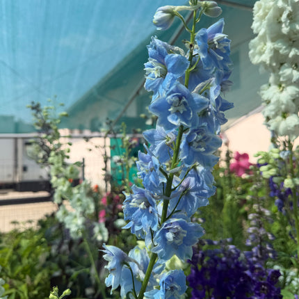 Ostróżka ogrodowa Delphinium | Mix kolorów