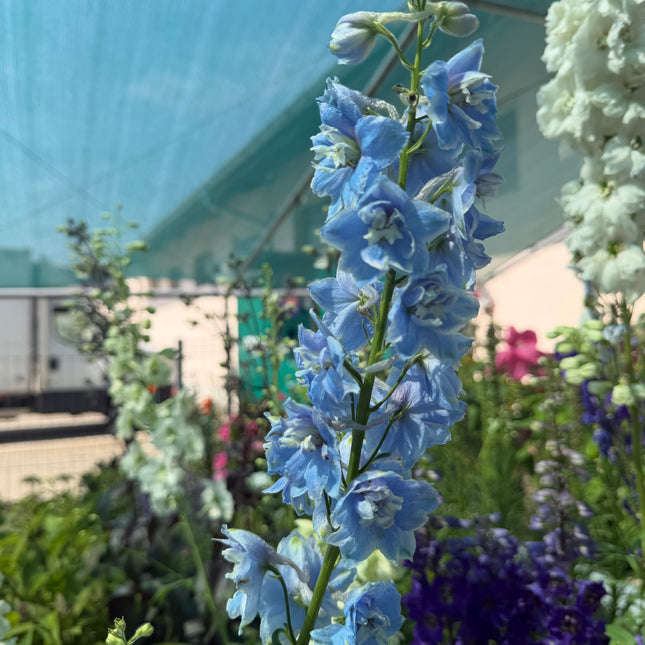 Ostróżka ogrodowa Delphinium | Mix kolorów