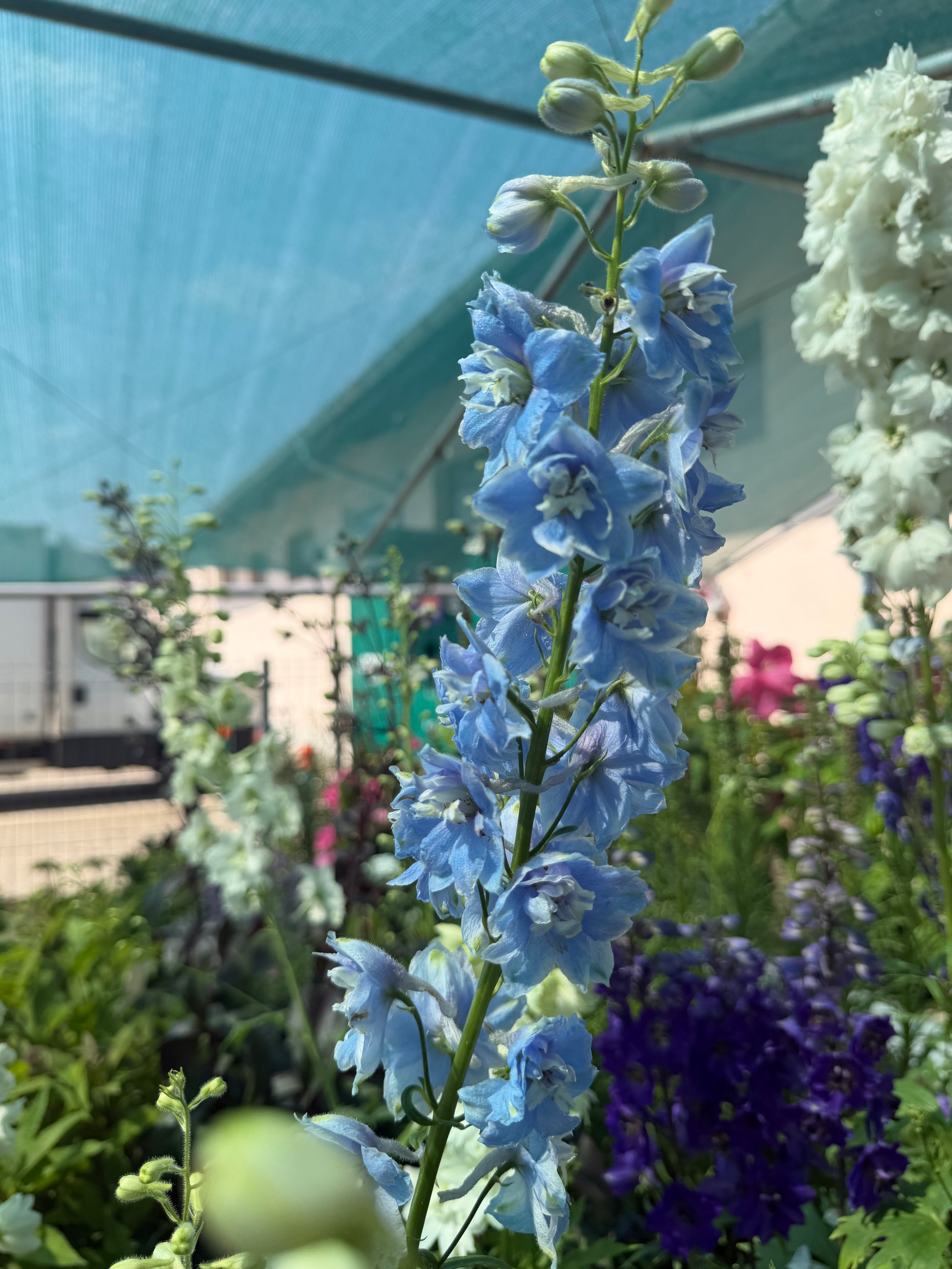 Ostróżka ogrodowa Delphinium | Mix kolorów