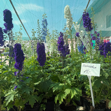 Ostróżka ogrodowa Delphinium | Mix kolorów