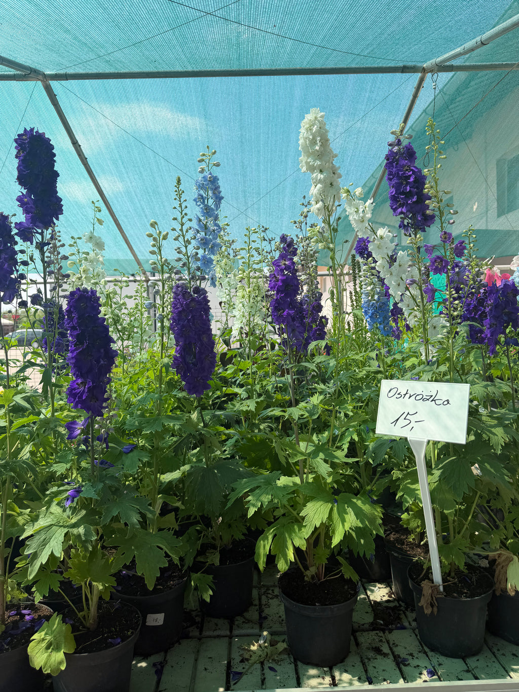 Ostróżka ogrodowa Delphinium | Mix kolorów