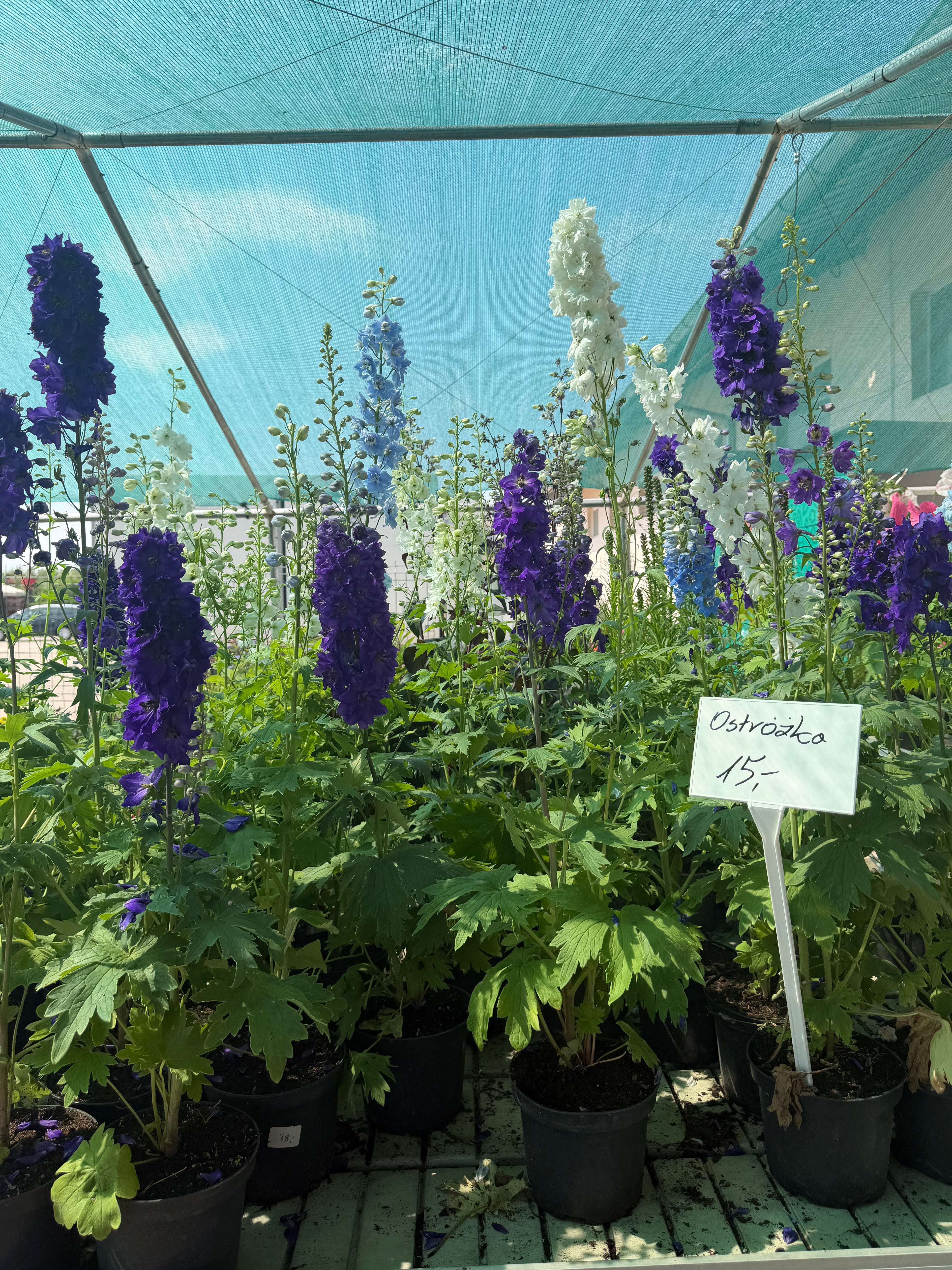 Ostróżka ogrodowa Delphinium | Mix kolorów