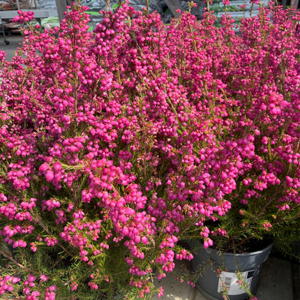 Wrzosiec delikatny Erica gracilis intensywnie różowy