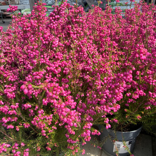 Wrzosiec delikatny Erica gracilis intensywnie różowy