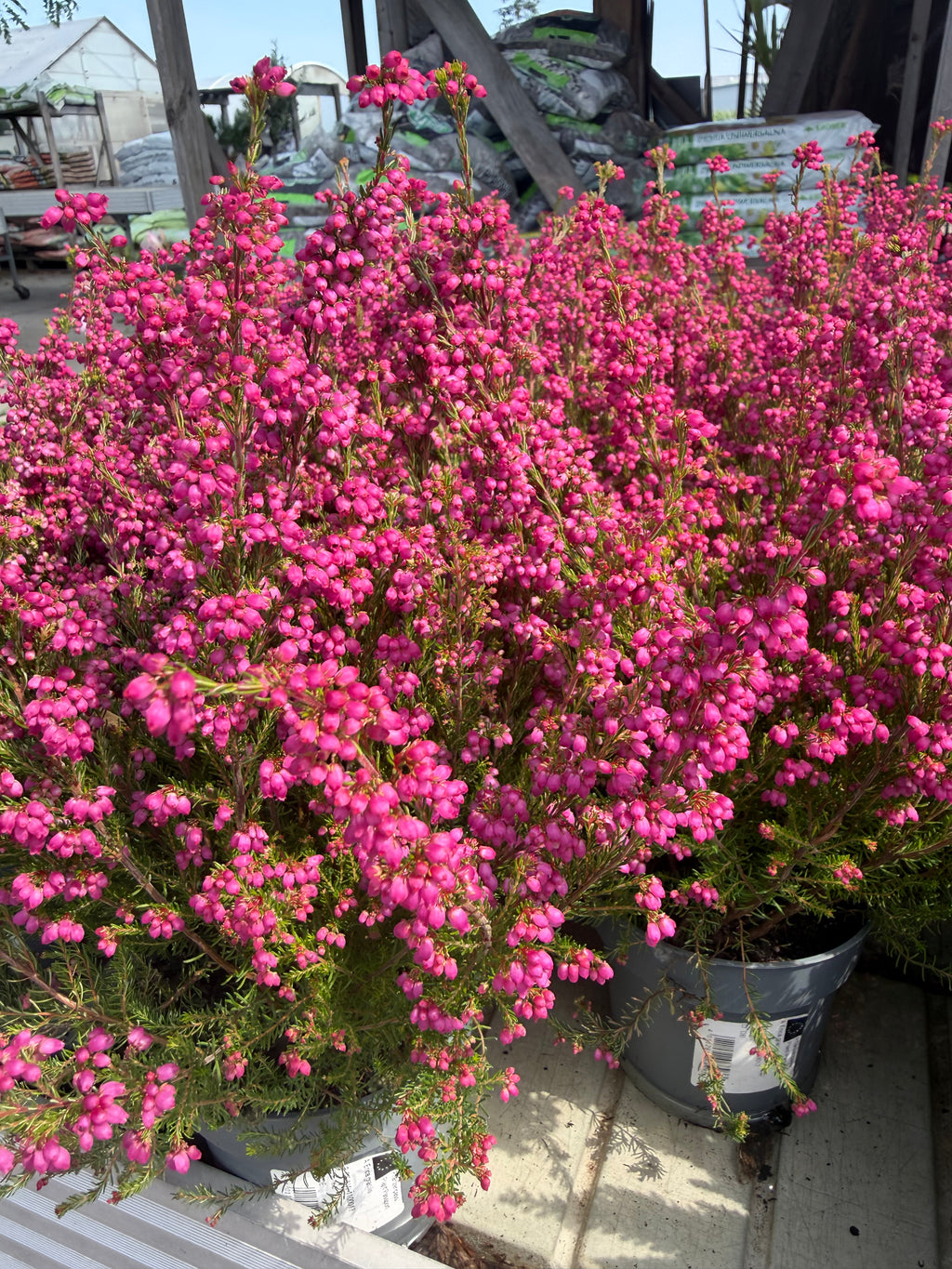 Wrzosiec delikatny Erica gracilis intensywnie różowy