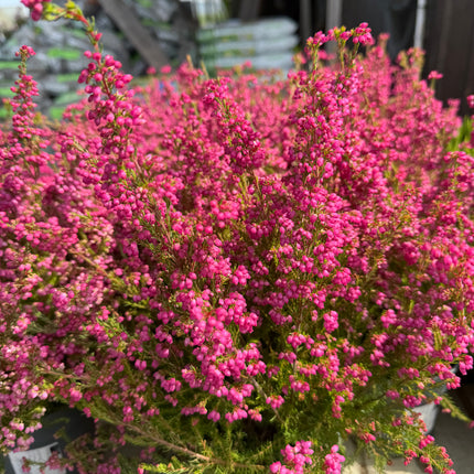 Wrzosiec delikatny Erica gracilis intensywnie różowy