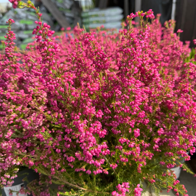 Wrzosiec delikatny Erica gracilis intensywnie różowy
