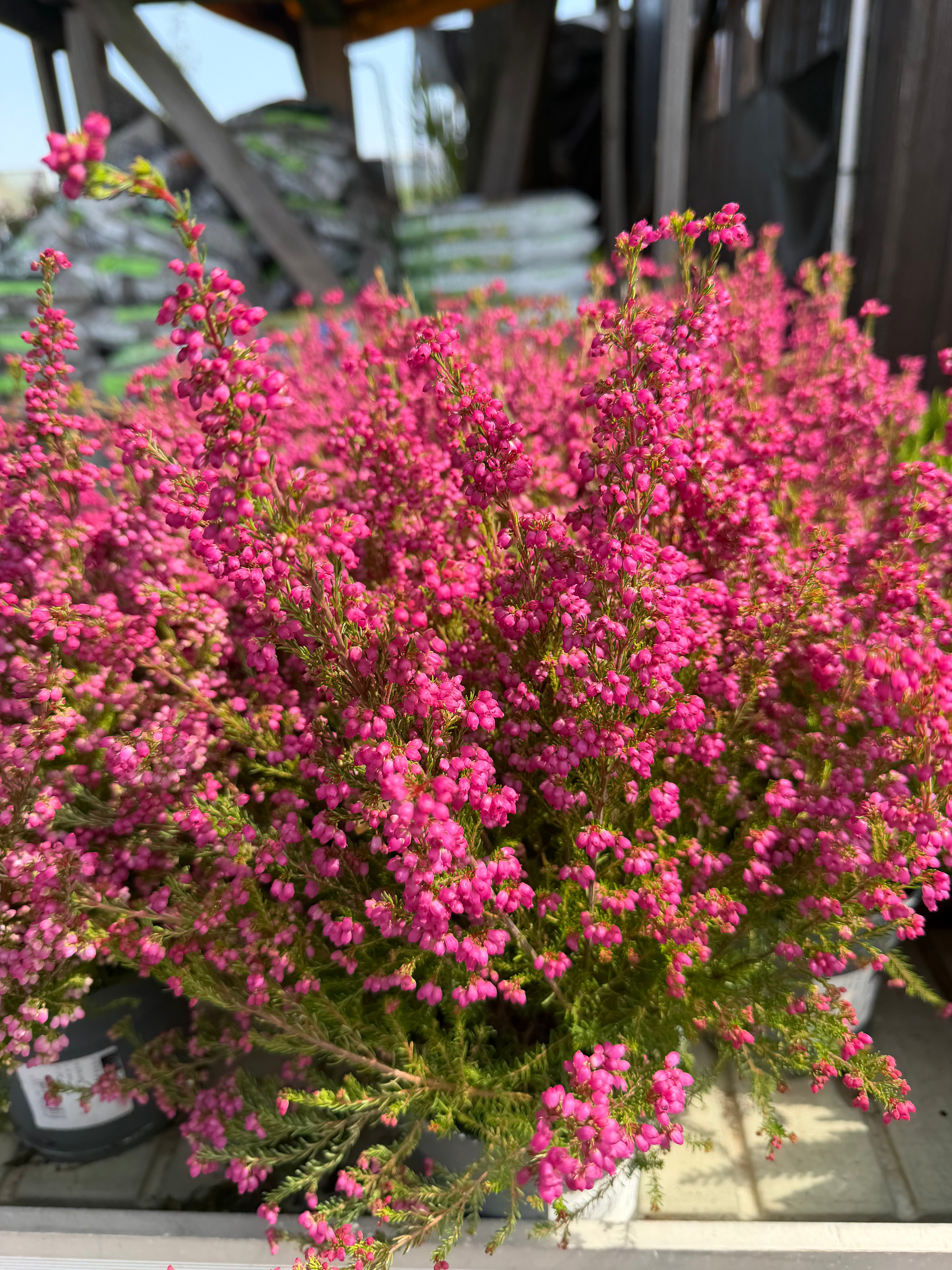 Wrzosiec delikatny Erica gracilis intensywnie różowy