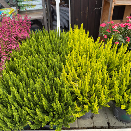 Wrzos Skyline Calluna vulgaris | zimozielony