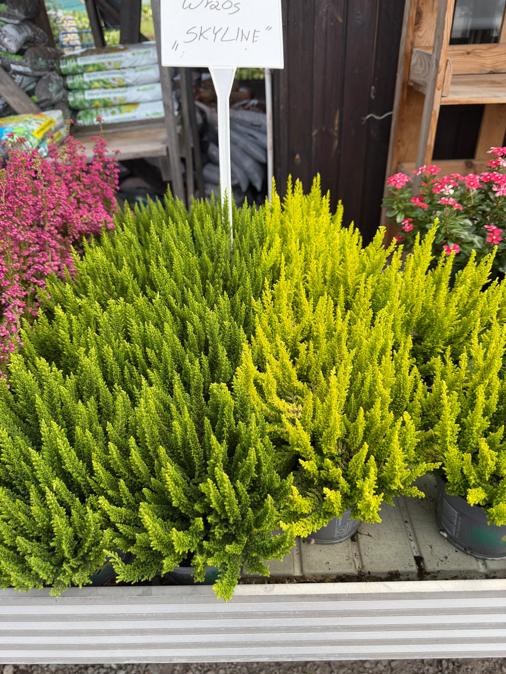 Wrzos Skyline Calluna vulgaris | zimozielony