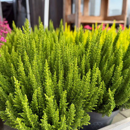 Wrzos Skyline Calluna vulgaris | zimozielony