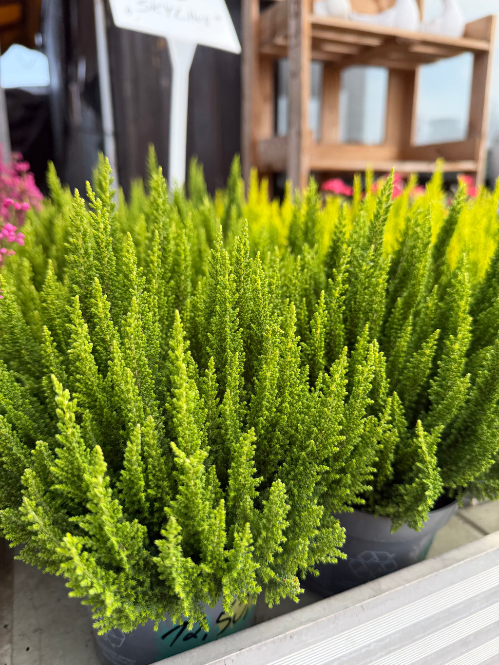 Wrzos Skyline Calluna vulgaris | zimozielony