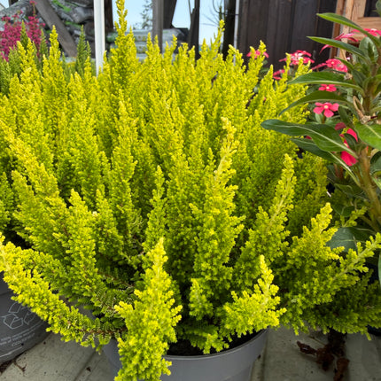 Wrzos Skyline Calluna vulgaris | zimozielony