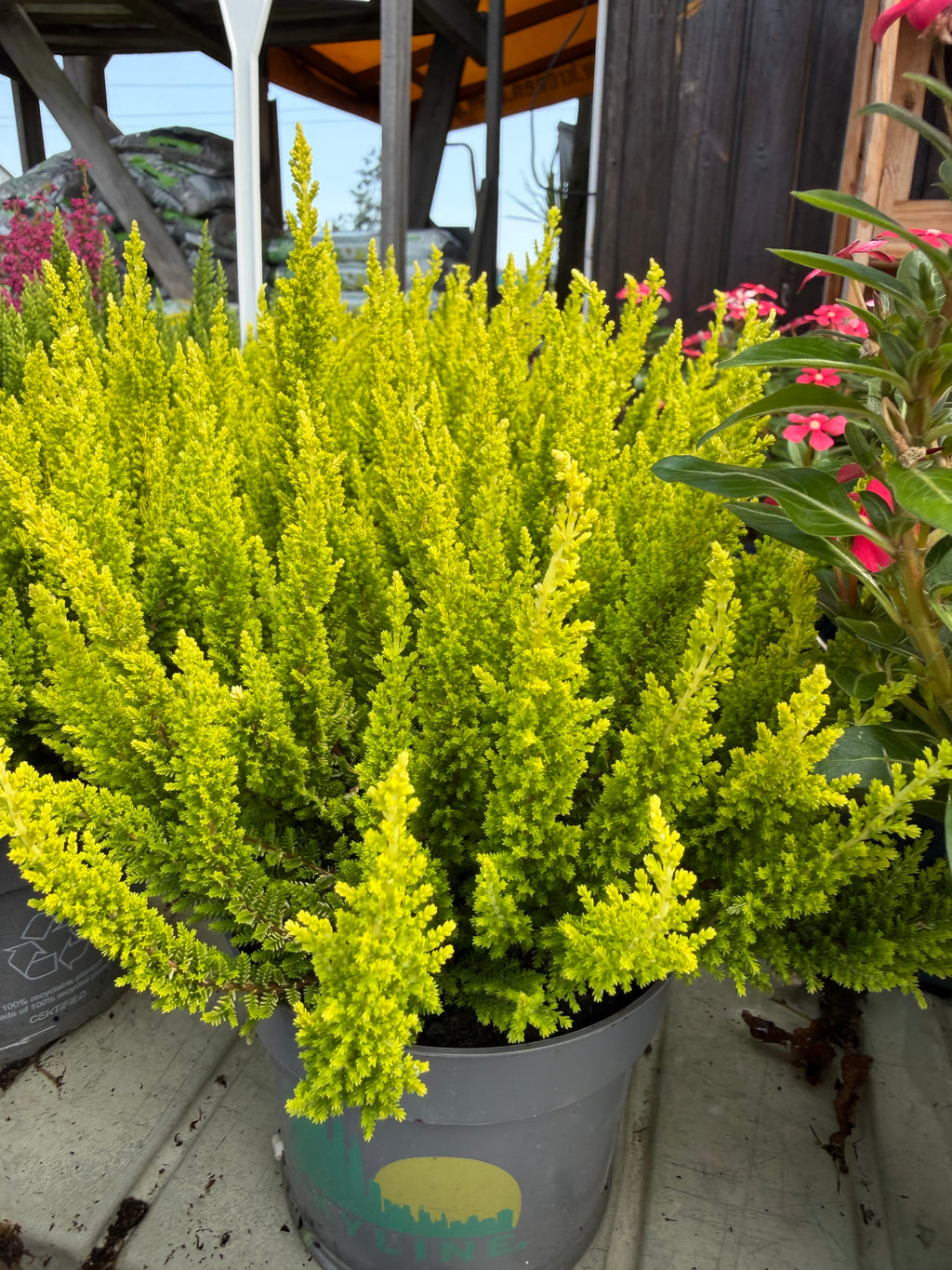 Wrzos Skyline Calluna vulgaris | zimozielony
