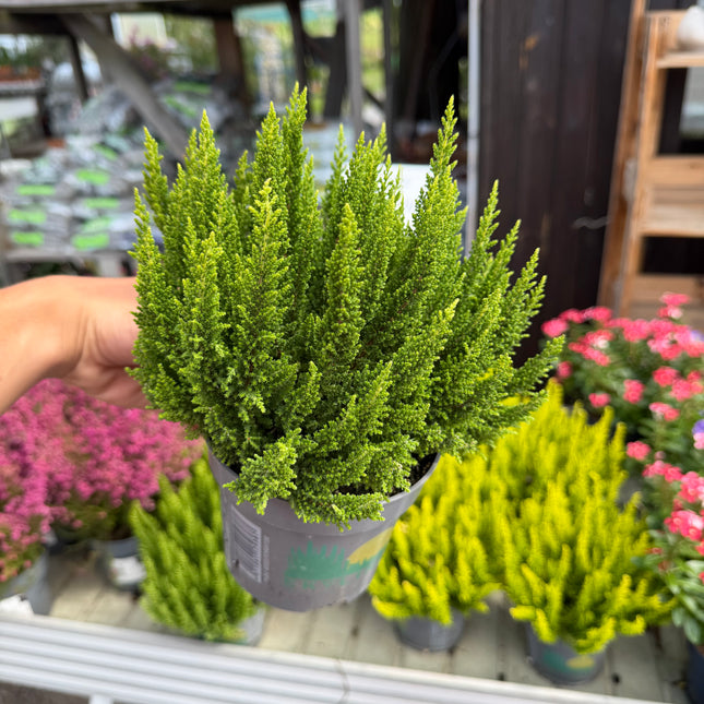 Wrzos Skyline Calluna vulgaris | zimozielony